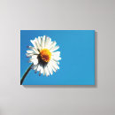 Suche nach wildblumen leinwandbilder Natur