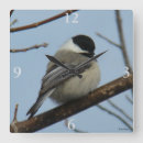 Recherche de commun photographie Photographie de nature