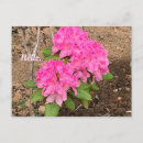 Recherche de rhododendron cartes postales Fleurs