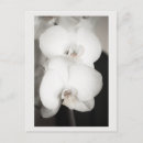 Suche nach orchids postkarten Orchidee