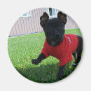 Suche nach chihuahua magnete Welpe
