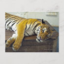 Suche nach thai poster Tier