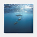 Suche nach dolphin magnete Wasser