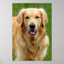 Recherche de compagnon animal art Animaux domestiques