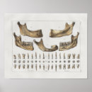 Suche nach dental poster Zahnärztlich