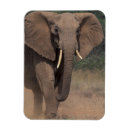 Recherche de herbivore magnets Environnement