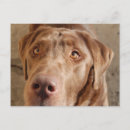 Suche nach schokoladen labrador postkarten Hunde