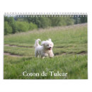 Suche nach cotons Welpe