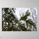 Suche nach evergreen poster Immergrün