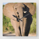 Suche nach afrikanischer elefant wanduhren Tier
