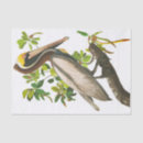 Recherche de james brown Audubon