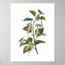 Suche nach herbarium poster Natur