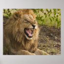 Recherche de botswana posters Nature