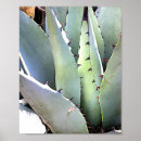 Recherche de agave posters Succulent