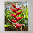 Recherche de tropical flowers posters Nature