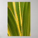 Suche nach agaven poster Flora