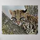 Suche nach felis poster Usa
