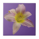 Suche nach rosa lilie fliesen Blume
