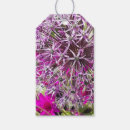 Recherche de allium Botanique