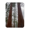 Recherche de printemps magnets Arbre