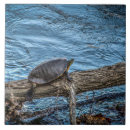 Suche nach schildkröten fliesen Wasser