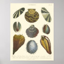Recherche de palourde posters Océan
