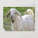 Suche nach billy postkarten Bauernhof