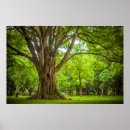 Suche nach großer baum poster Baumstamm