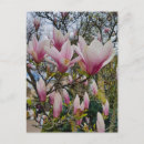 Recherche de floraison cartes postales Magnolia