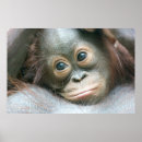 Suche nach orang utan baby poster Zoo