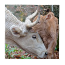 Recherche de veaux carreaux Bétail