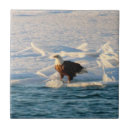 Suche nach adler fliesen Natur