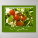 Recherche de potager posters Tomate