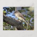 Recherche de phoebe posters Photographie