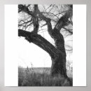 Suche nach tree bark poster White