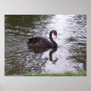 Suche nach schwarzer schwan poster Wasser