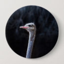 Recherche de autruche badges Portrait