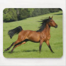 Suche nach pferdegeschenk mousepads Pferdekissen