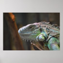 Recherche de lézard posters Iguane