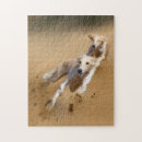 Recherche de greyhound puzzles Amoureux des chiens