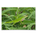 Suche nach eidechsen fotodruck Klein