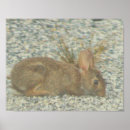 Recherche de bunny posters Lapin