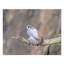 Suche nach wanderfalke poster Natur