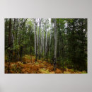 Suche nach birkenbaum poster Herbst
