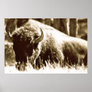 Suche nach büffel poster Yellowstone