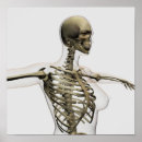 Suche nach sternum poster Biologie