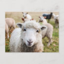 Recherche de élevage cartes postales Irlande