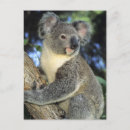 Recherche de koala australie cartes postales Australien