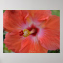 Suche nach tropische flora poster Hibiskus