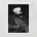 Recherche de bourgeon cartes postales Flore